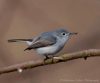 Blue Gray Nuthatch