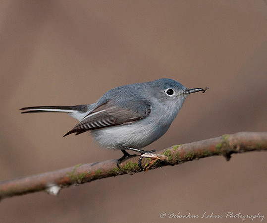 Blue Gray Nuthatch