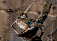 Wood Duck (Female)