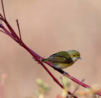 White Eyed Vireo