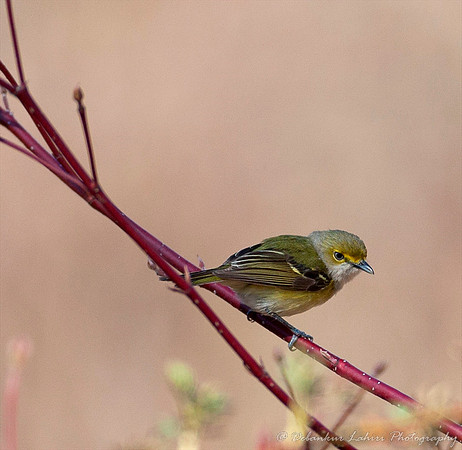White Eyed Vireo