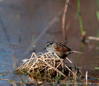 Swamp Sparrow