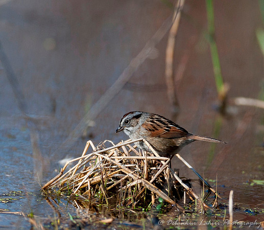 Swamp Sparrow
