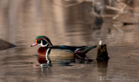 Wood Duck (Male)