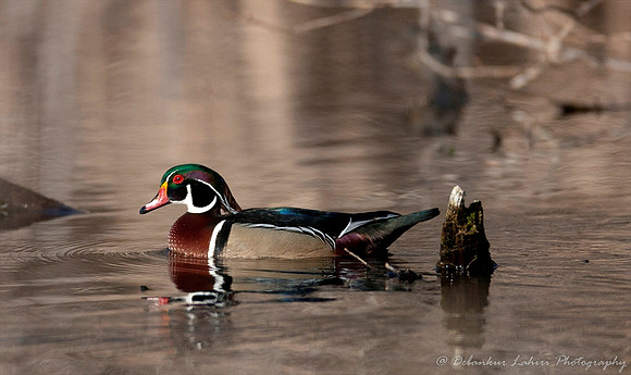 Wood Duck (Male)