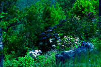 Skyline Drive, Shenandoah National Park