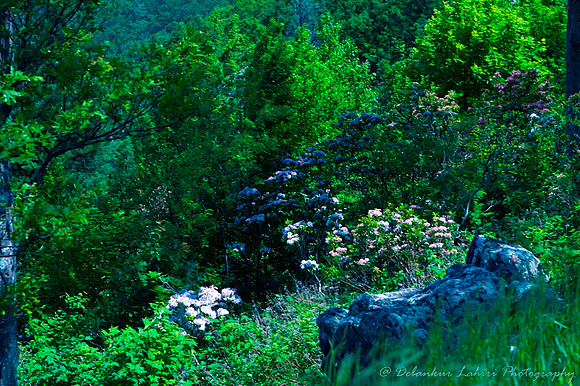 Skyline Drive, Shenandoah National Park