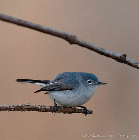 Blue Gray Nuthatch