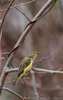 White Eyed Vireo
